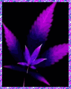 gif lo