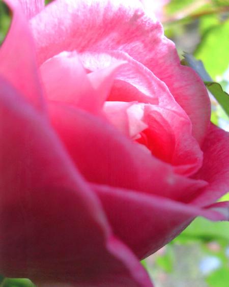 belle fleur